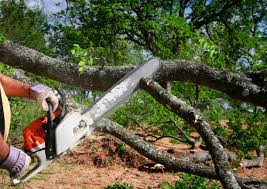 Palestine, TX Tree Removal Services Company